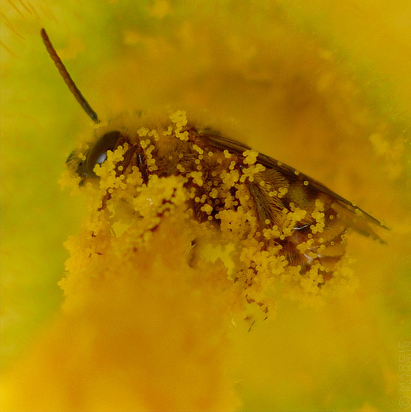 Аллергия на глобальное потепление