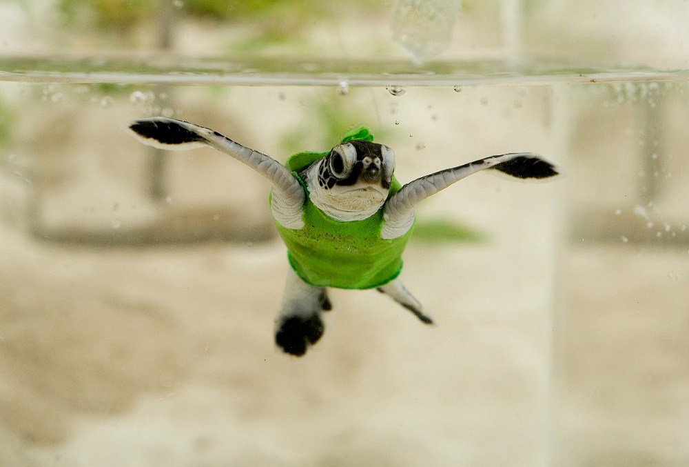 Деревянный небоскреб