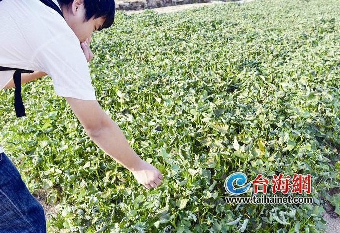 Утечка аммиака огорчила поставщиков сладкого картофеля