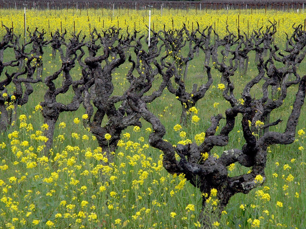 Глобальное потепление перекраивает винную карту мира