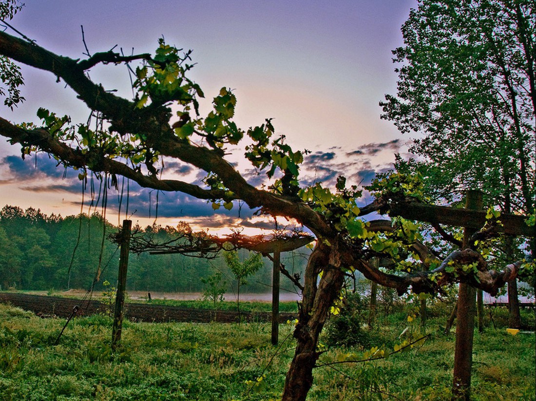 Глобальное потепление перекраивает винную карту мира