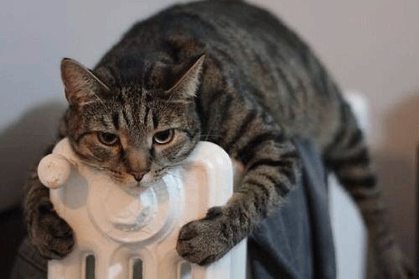Коты всех мастей из новостей TopClimat.ru