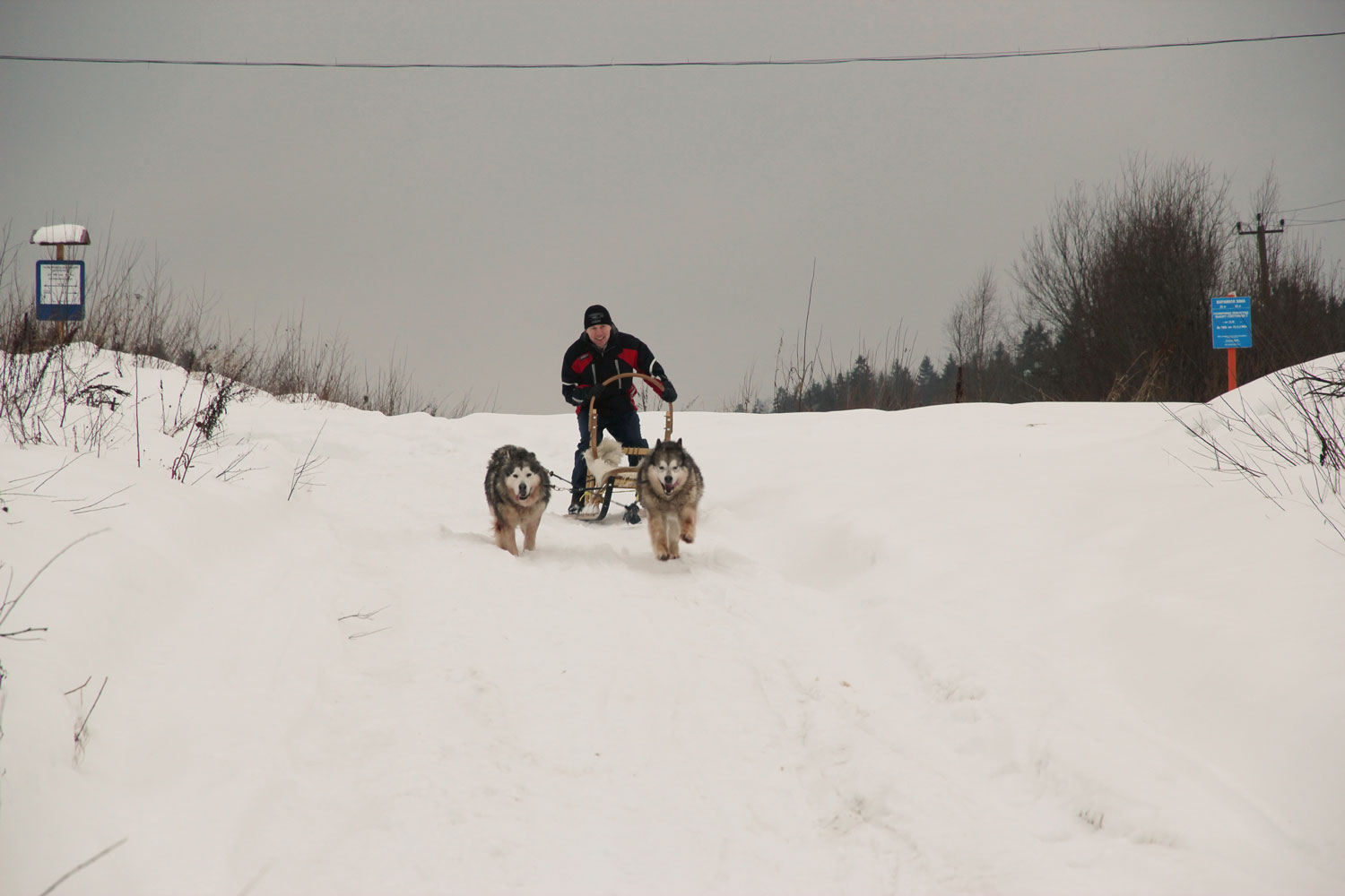 TopClimat.ru отмечает Новый год: В Год Собаки - на собаках