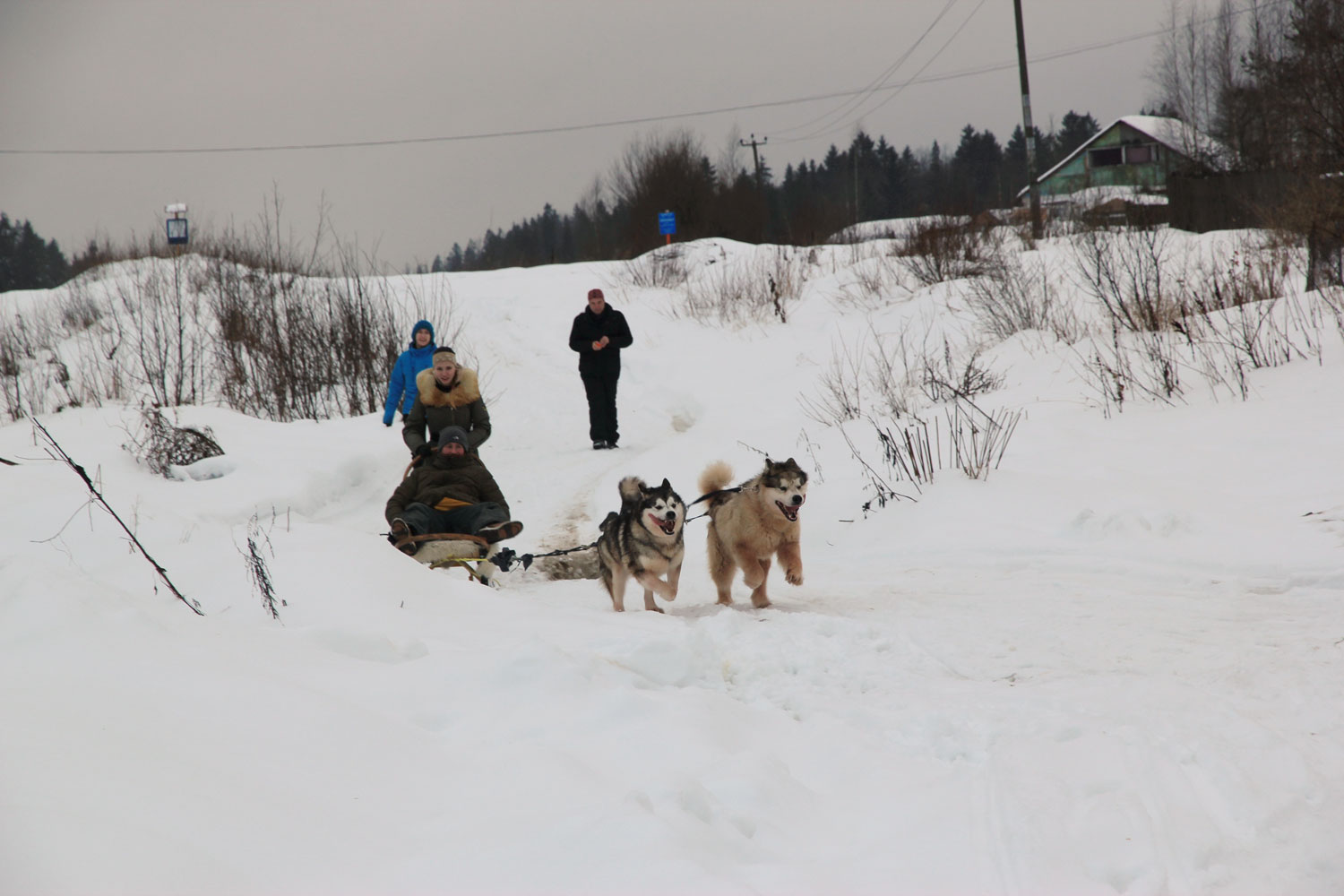 TopClimat.ru отмечает Новый год: В Год Собаки - на собаках