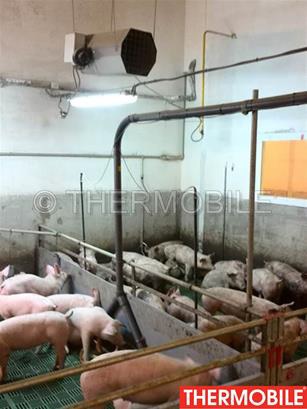 Решения THERMOBILE для воздушного отопления птицефабрик, свиноводческих комплексов и ферм